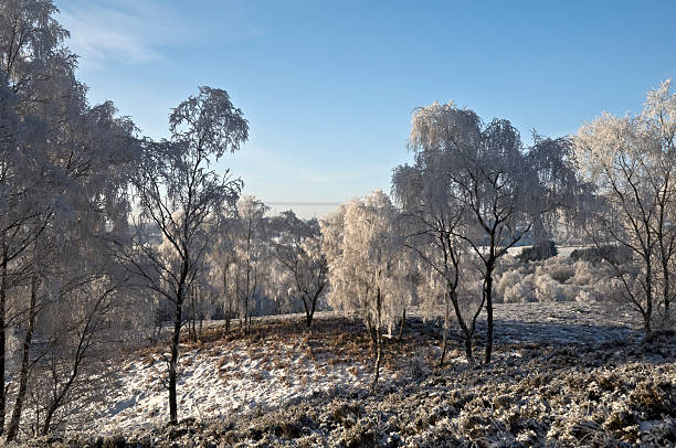 Frost covered trees in a country park stock photo