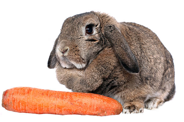 istock Adorable rabbit with carrot isolated on white 152990261
