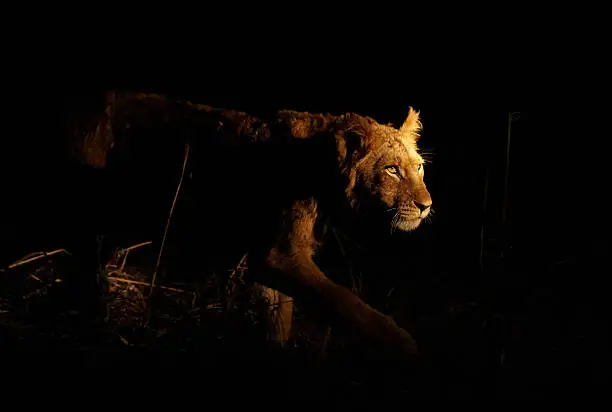 Young lioness stalking her prey on a night hunt. Lit with a single spotlight from another tracking vehicle