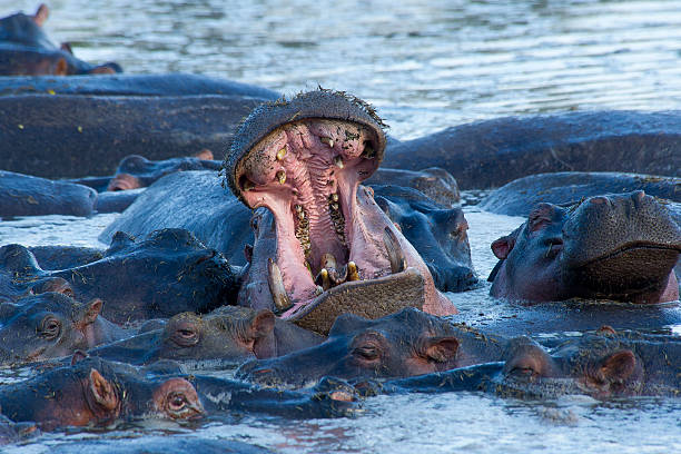 Hippo yawning stock photo