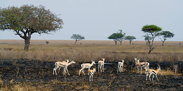 Gazelles on burned ground stock photo