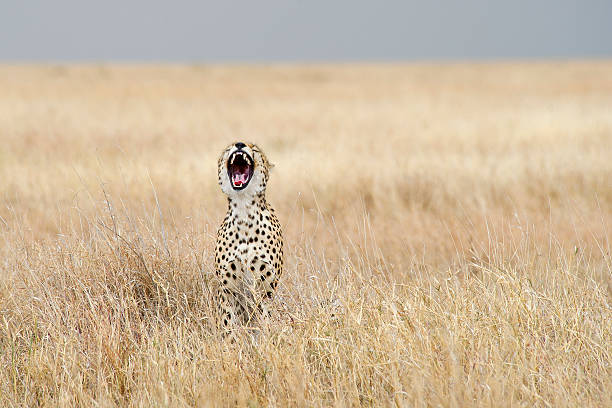 laughing cheetah stock photo