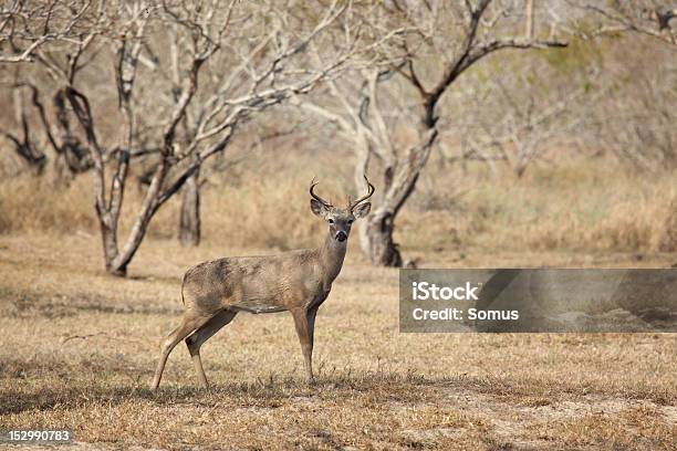 Young Buck Stock Photo - Download Image Now - Animal, Animal Wildlife, Animals In The Wild