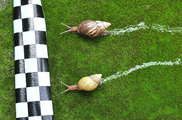 Snail Racing Tracks 90+ Track Finish Line Overhead Stock Photos, Pictures & Royalty-Free ...