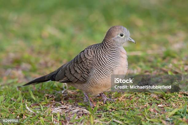 Cebra Dove Foto de stock y más banco de imágenes de Animal - Animal, Animales salvajes, Color - Tipo de imagen