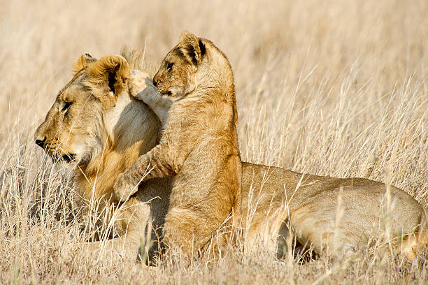 Male Lion with cub stock photo
