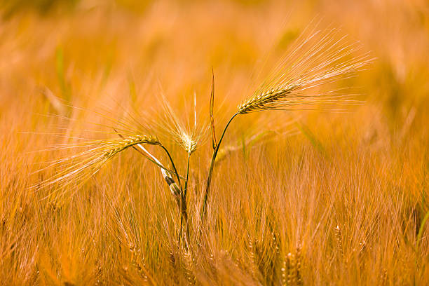 Golden wheat field stock photo