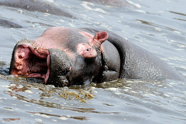 baby hippo stock photo