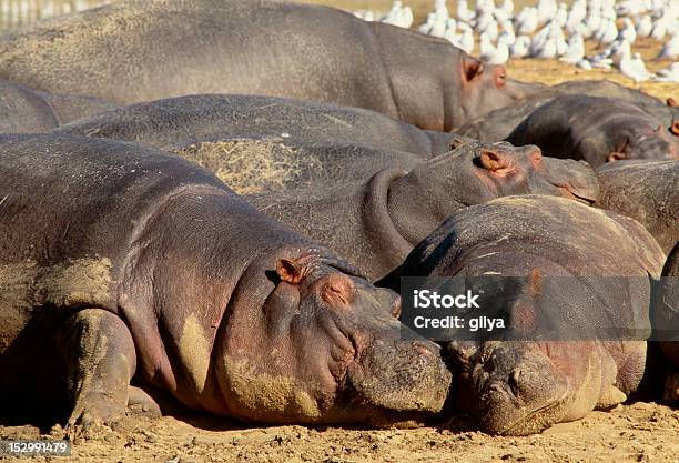 Тихий Час Hippo — стоковые фотографии и другие картинки Гиппопотам - Гиппопотам, Милый, Спать