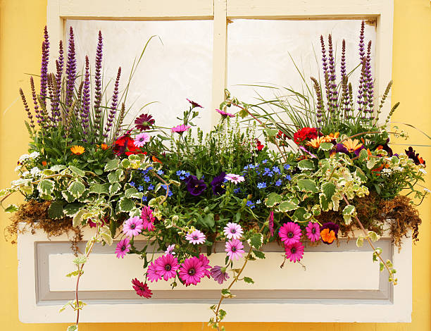 istock Beautiful Spring Flowers and Leaves Planter Outside a Window 152991506