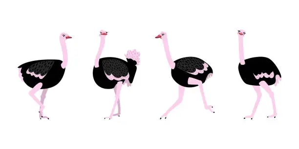 Vector illustration of Set of ostriches on a white background