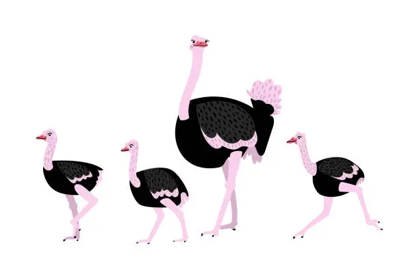 Vector illustration of Illustration with ostriches