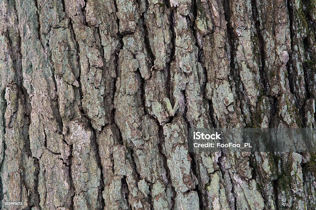 Árbol de corteza - Foto de stock de Aire libre libre de derechos
