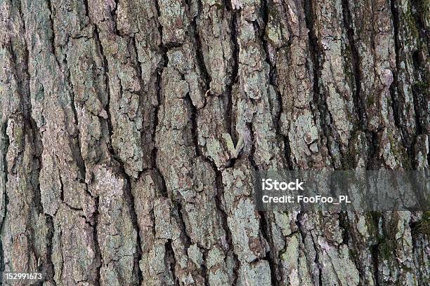 Casca De Árvore - Fotografias de stock e mais imagens de Antigo - Antigo, Ao Ar Livre, Carvalho