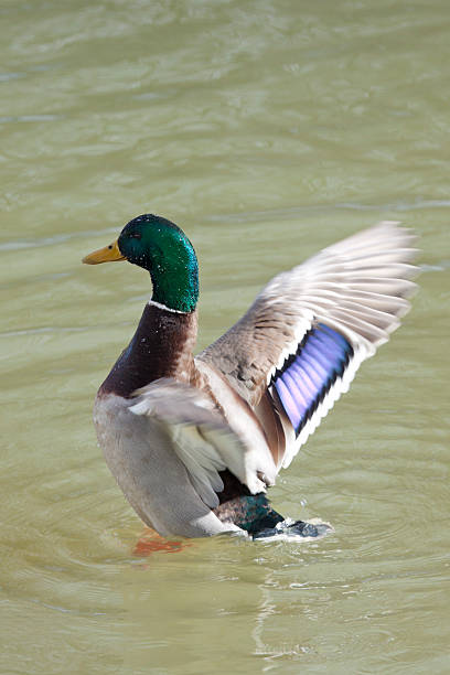 Duck taking off stock photo