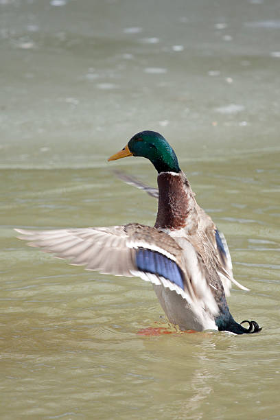 Duck taking off stock photo