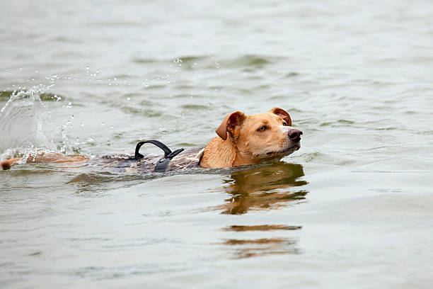 istock Brown dog swimming in life jacket 152992612