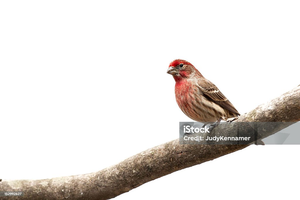 Macho pinzón doméstico pájaro en las extremidades - Foto de stock de Animal libre de derechos