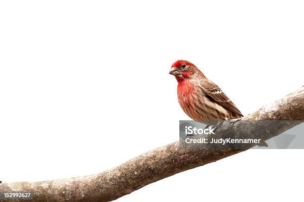 Macho Pinzón Doméstico Pájaro En Las Extremidades Foto de stock y más banco de imágenes de Animal - Animal, Animales salvajes, Azul