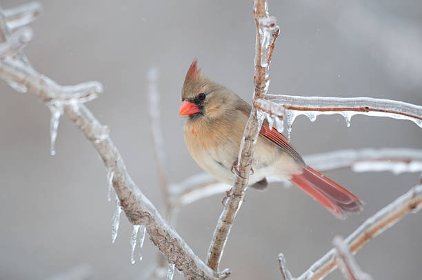istock Female Northern Cardinal 152992722