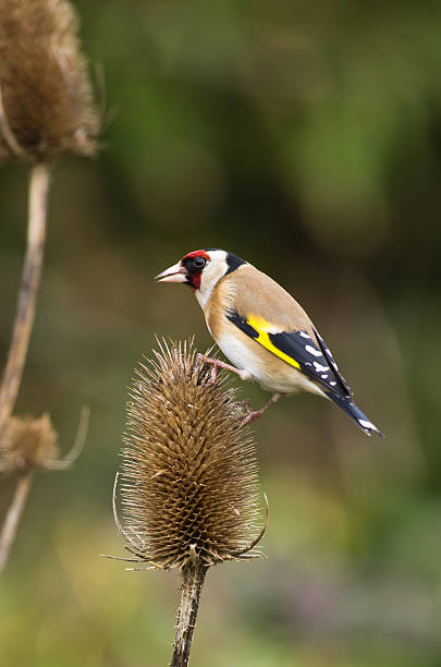 istock Goldfinch on Teasle 152992771