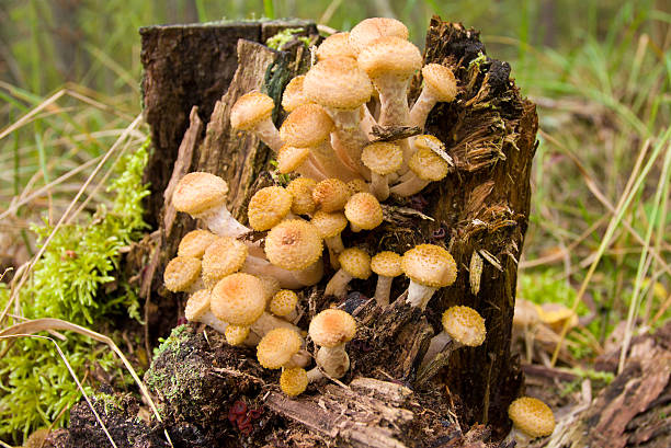 istock agaric honey fungus near stump 152992975