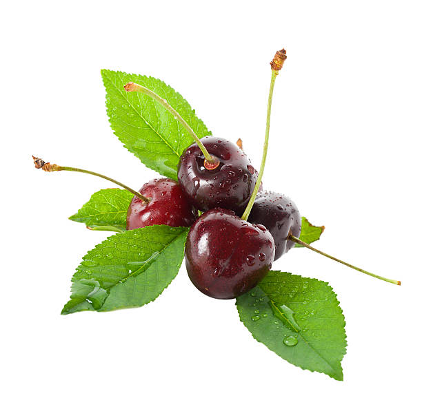 istock wet ripe cherries with leaves 152992986