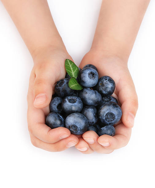 Girls hands holding ripe blueberries stock photo