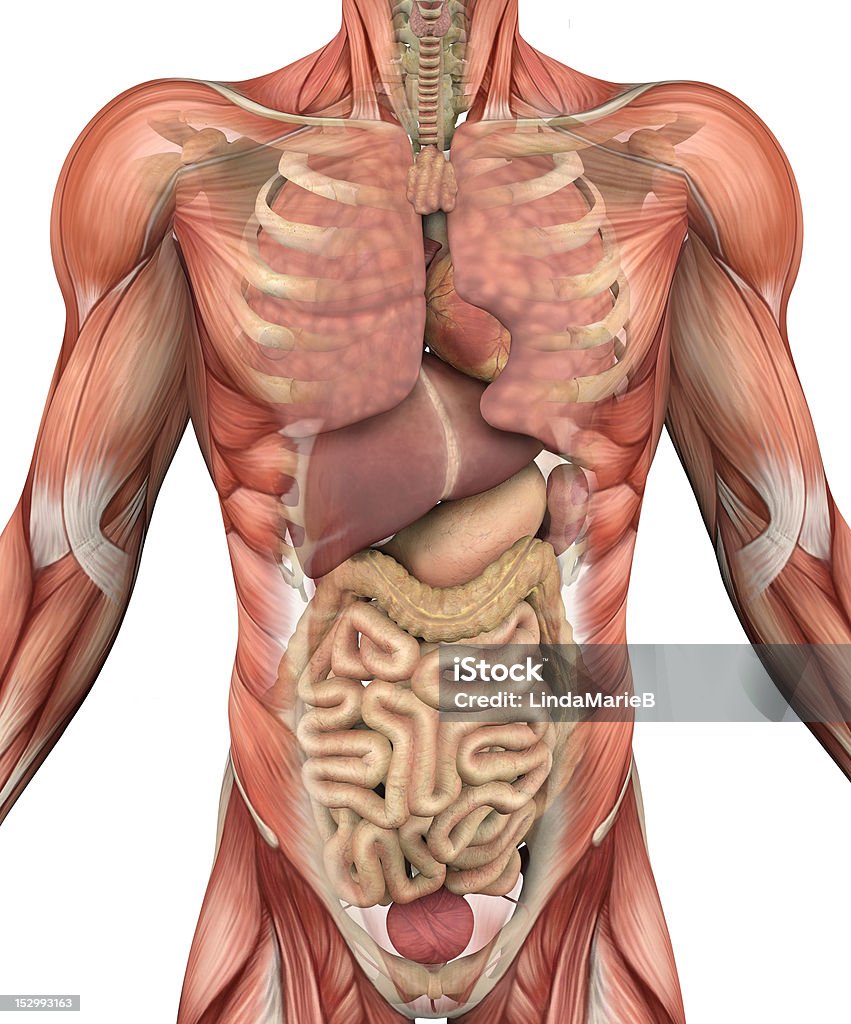 Male Torso with Muscles and Organs Muscles of the male torso, with a fade-away to reveal the internal organs and skeleton - 3D render. The Human Body Stock Photo