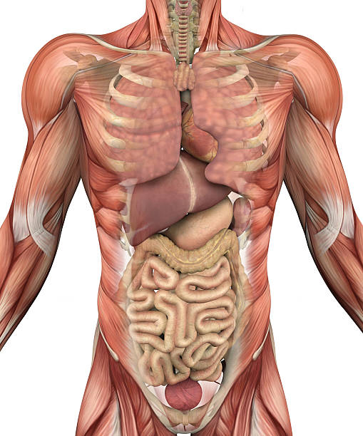 Male Torso with Muscles and Organs stock photo