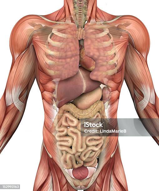 Male Torso With Muscles And Organs Stock Photo - Download Image Now - The Human Body, Anatomy, Human Internal Organ