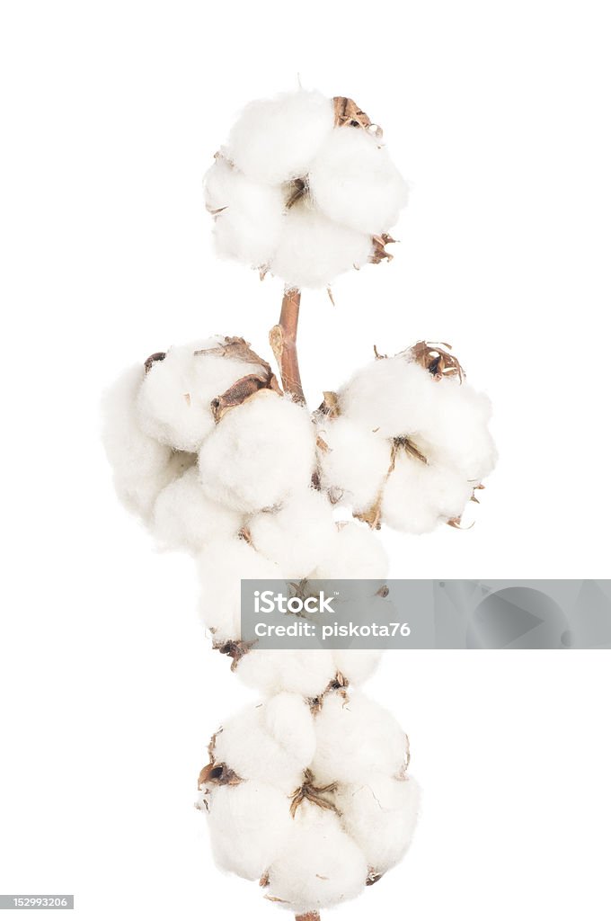 Cotton flowers Cotton flowers isolated on white Agriculture Stock Photo
