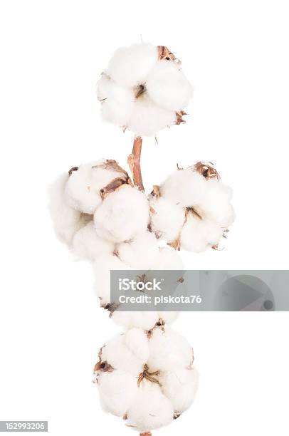 Cotton Flowers Stock Photo - Download Image Now - Agriculture, Boll, Botany