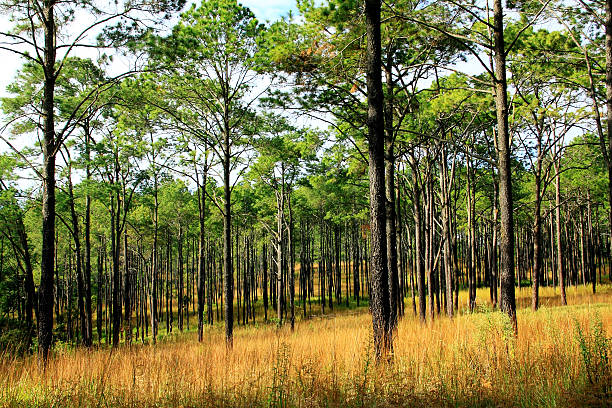 Bagażniku dwa pine tree – zdjęcie