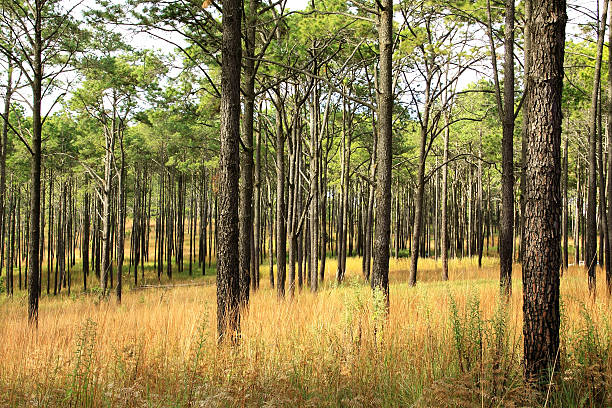 Pień dwa pine tree – zdjęcie