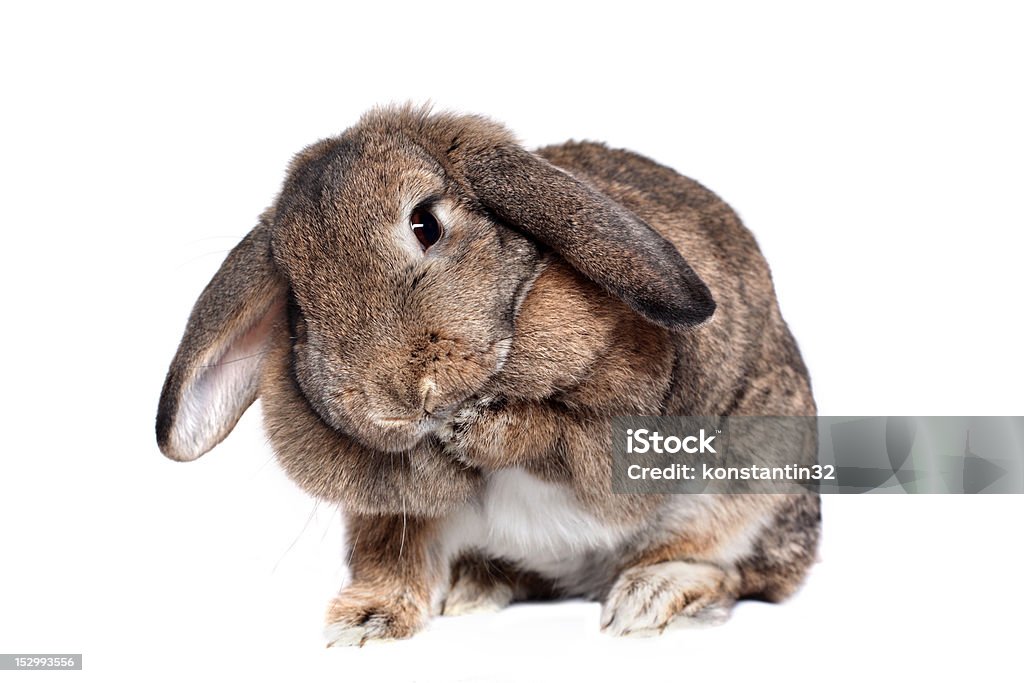 Adorabile coniglio isolato su bianco - Foto stock royalty-free di Animale