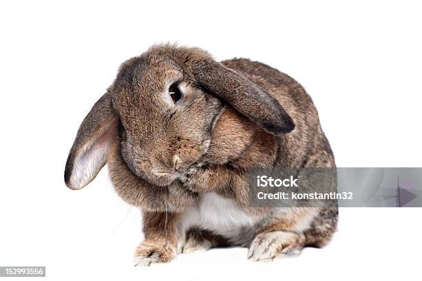 Adorabile Coniglio Isolato Su Bianco - Fotografie stock e altre immagini di Animale - Animale, Bianco, Carino