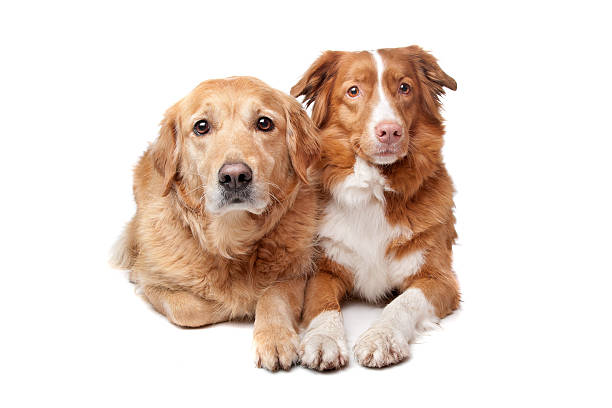istock Nova Scotia Duck Tolling Retriever and a labrador 152993705