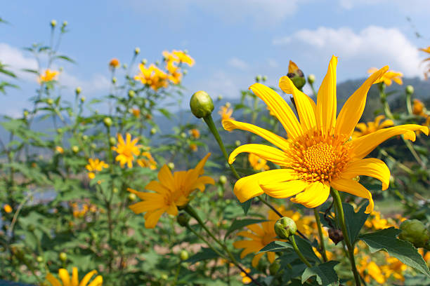 istock Blossom yellow flower in a beautiful day 152993820