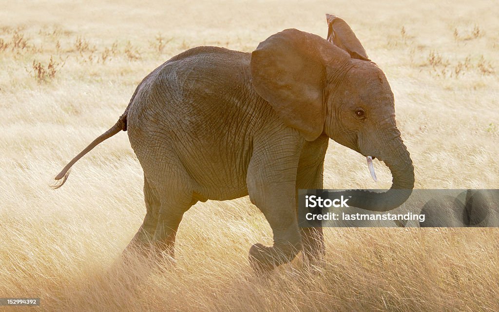 Baby elephant running through grasses of the Massai Mara A baby elephant runs playfully away from its mother in the soft light not long after dawn Animal Stock Photo