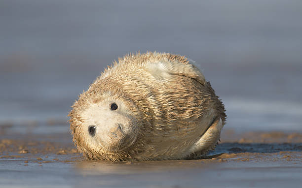 grau seehundjunges donna nook - donna nook stock-fotos und bilder