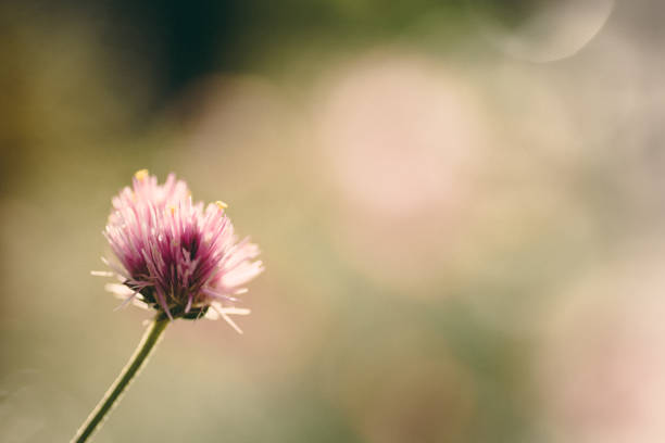 small pink flowers