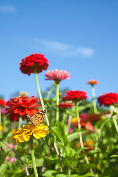 istock Butterfly on yellow dahlia 152994687