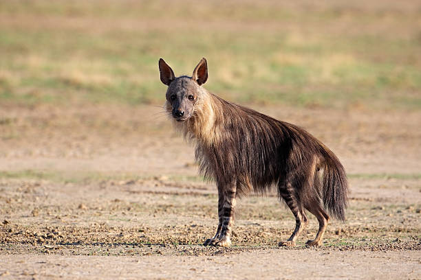 Brown hyena Brown hyena (Hyaena brunnea), Kalahari desert, South Africa hyena photos stock pictures, royalty-free photos & images