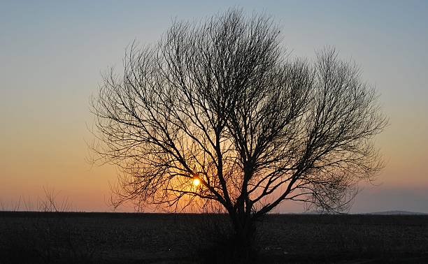 árvore solitária - garble imagens e fotografias de stock