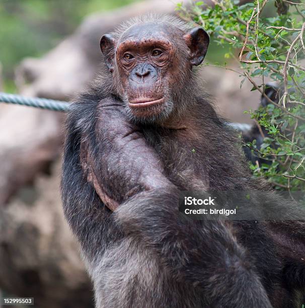 Maschio Di Scimpanzé - Fotografie stock e altre immagini di Guardare con attenzione - Guardare con attenzione, Scimpanzé, Animale selvatico