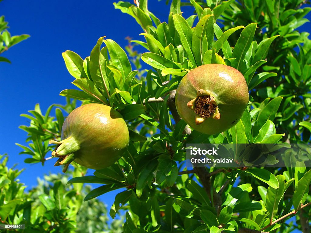 Verde de granada - Foto de stock de Agricultura libre de derechos