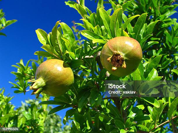 Verde De Granada Foto de stock y más banco de imágenes de Agricultura - Agricultura, Aire libre, Alimento