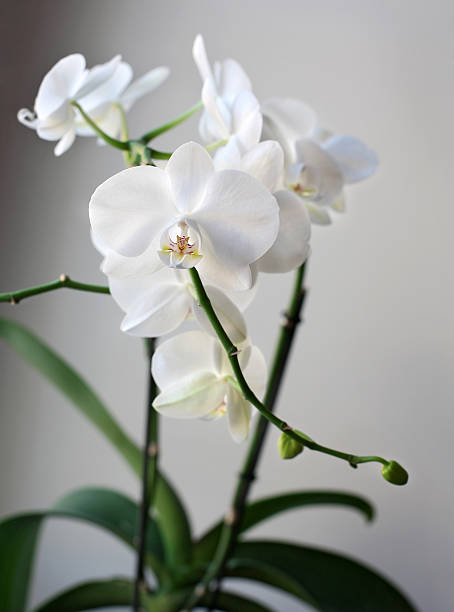 Weiße Orchidee – Foto