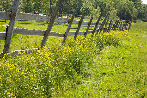 istock Buttercups along a fence 152996159